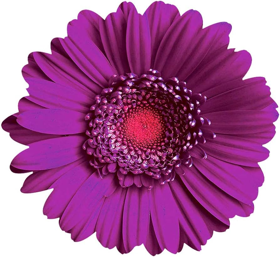 Designers Choice Arrangement $75