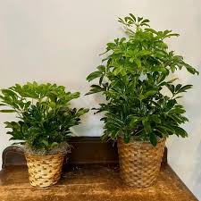 Dwarf Scheflera Plant