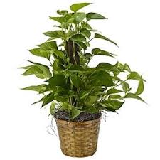 Pole Ivy Plant