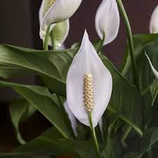 Peace Lily Plant