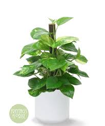 Pole Ivy Plant