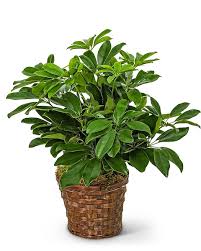 Dwarf Scheflera Plant