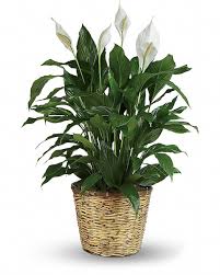 Peace Lily Plant